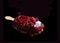 Red fruit gelato ice cream on stick with raspberry and flower petals