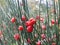 Red fruit, Nepal