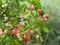 Red fruit Rain drops on Bengal Currant, Karanda Carunda Christ`s thorn fruit blooming in garden fresh on blurred nature backgroun