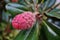 Red fruit of the Southern Magnolia