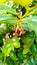 red fruit stalks from the katuk tree