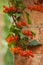 Red fruit of viburnum against the background brick wall. Seasonal autumn concept.