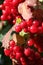 Red fruit of viburnum on the background of the bush.