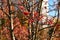 A red-fruited rowan tree with berries in the courtyard of a multi-storey building, against the background of the autumn sky.