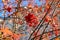 A red-fruited rowan tree with berries in the courtyard of a multi-storey building, against the background of the autumn sky.