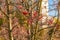 A red-fruited rowan tree with berries in the courtyard of a multi-storey building, against the background of the autumn sky.