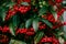 Red fruits of ardisia crenata or coral berrie in Japanese winter - Christmas berry