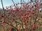 Red fruits, branches, Sky, Red fruits in little branches, rosehip, rosehip Bud in Little branches,