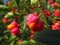 Red fruits of common spindle