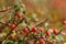 Red fruits of cotoneaster hedge