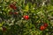 Red fruits of Daphne Gnidium