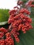 Red fruits of Fan Palm Licuala Grandis