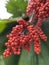 Red fruits of Fan Palm Licuala Grandis