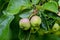 Red fruits of a grabapple named `Butterball` Malus x zumi ripe on the branches after a rain in summer, Bavaria, Germany