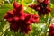 Red fruits on lipstick tree