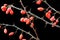 Red fruits ornamental shrubs in black background