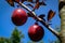 Red fruits of Prunus Pissardii or cerasifera on blue sky background