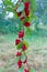 Red fruits of schisandra growing on branch in row. Ripe schizandra on liana in garden