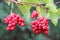 Red fruits of schisandra growing on branch in row. Schizandra on liana in garden