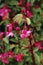 Red fuchsia plant