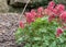 Red fumewort, Corydalis solida Vuurvogel, flowering in garden