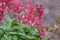 Red fumewort, Corydalis solida Vuurvogel, flowering red