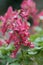 Red fumewort, Corydalis solida Vuurvogel, reddish flowers