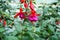 Red Fuschia Flowers