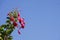 Red fuschia flowers