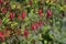 Red fuschsia flowers