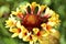 Red gaillardia flowers in the garden macrophotography close up