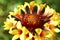 Red gaillardia flowers in the garden macrophotography close up