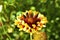 Red gaillardia flowers in the garden macrophotography close up