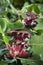 Red galls developed by a wasp larva for protection