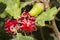 Red galls developed by a wasp larva for protection