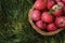 Red garden apples in the basket