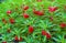 Red Garden Balsam, Impatiens Balsamina Linn flower