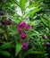 Red Garden Balsam Impatiens Balsamina Linn flower in garden