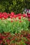 Red garden blooming in spring with tulips and garden pink flower