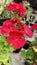 Red Garden Geranium