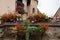 Red garden geranium flowers