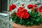 Red garden geranium flowers in pot