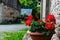 Red garden geranium flowers in pot