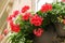 Red garden geranium flowers in pot , close up shot geranium flowers. pelargonium