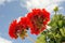 Red garden geranium - Pelargonium
