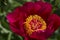 Red garden peony