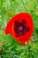 Red garden poppy in the botanical garden in Odessa, close-up, Ukraine