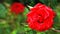Red garden rose flower on a green background in the leaves. Beautiful floral background. Close-up. Nature