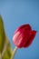 Red garden tulip, partly blurred