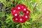 Red Garden Verbena Flowers